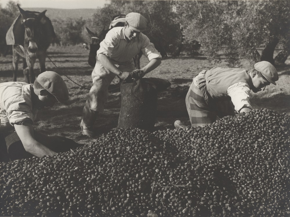 Baeza acogerá la clausura del ciclo nacional 'Cosecha del 27' uniendo poesía, paisaje y la cultura del olivar aceite jaén (archivo ministerio de agricultura y pesca)